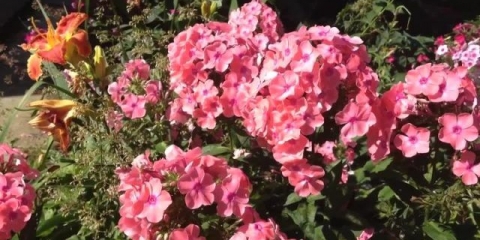 Štetočine i bolesti floksa i njihova kontrola: fotografije, termini i pravila obrade